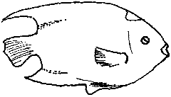 Ryba